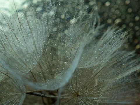 Dandelion on a gray background macro. Fluffy. Selective focus Stock Photos