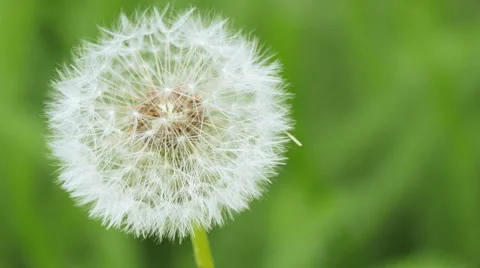 Dandelion on a green background bokeh. Stock Footage 49687236