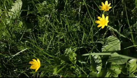Dandelion on a green background  clover 스톡 동영상 10600116