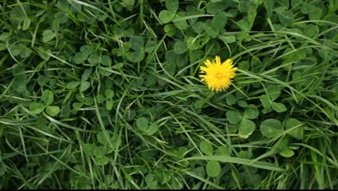 Dandelion on a green background  clover Video stock 10600256
