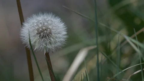 Dandelion on green background Stockbeeldmateriaal 121950575