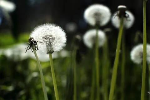 Dandelion on a green background of grass. Soft focus Stock Photos