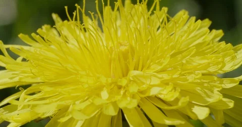 Dandelion on green background, macro close up (2) Video stock 128740365