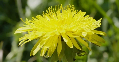 Dandelion on green background, macro close up 動画素材 128743837