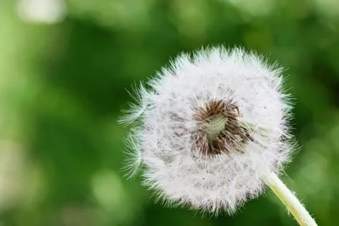 Dandelion on a green background Stock Photos