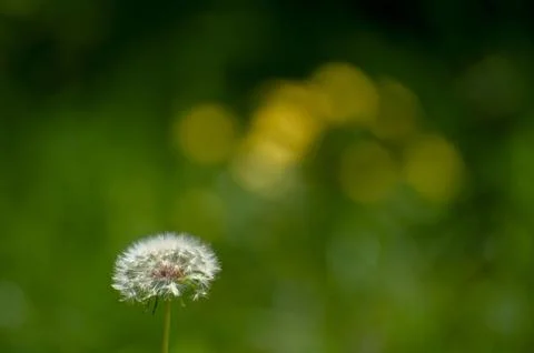 Dandelion on the green background Foto stock