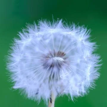 Dandelion on green background Stock Photos