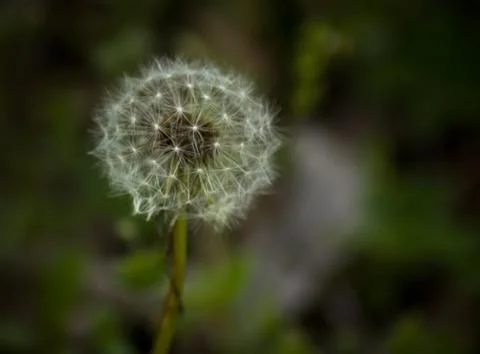 Dandelion in the green background Stock Photos