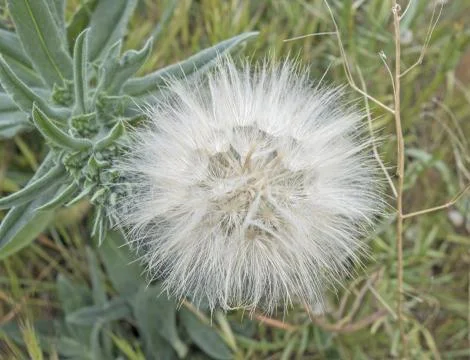 Dandelion on green background Stock Photos