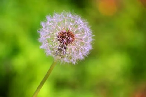Dandelion on green background Stock Photos
