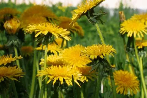 Dandelion on a green background Stock Photos