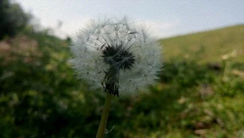 Dandelion with green background Stock Photos