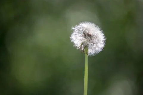 Dandelion on a green background Stock Photos