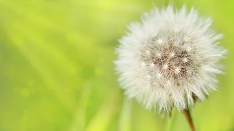 Dandelion on a green background Stock Photos