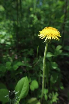 Dandelion on a green background Stock Photos
