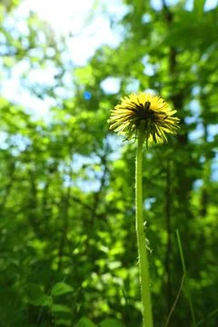 Dandelion on a green background Stock Photos