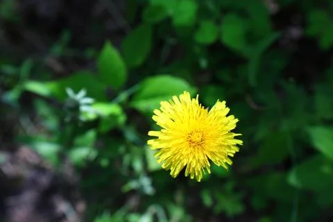 Dandelion on a green background Foto stock