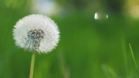 Dandelion on a green background with sun rays. Blooming white dandelion Stock Footage 272620845