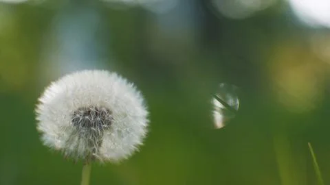 Dandelion on a green background with sun rays. Blooming white dandelion. Fluf Stock Photos