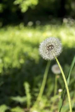Dandelion on a Green Blurry Background Stock Photos