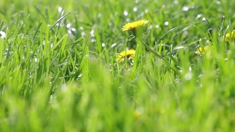 Dandelion in Green Garden Stock Footage 72893816