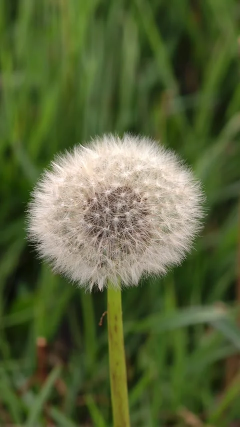 Dandelion on green grass background Video stock 314073244