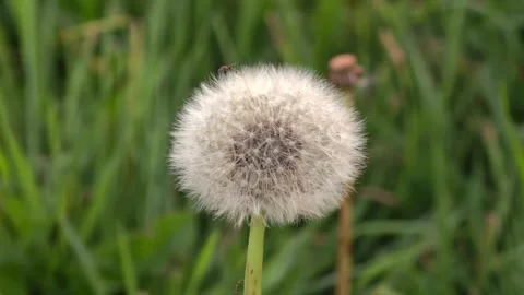 Dandelion on green grass background Video stock 314073251