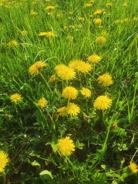Dandelion on Green Grass Close-Up Stock Photos