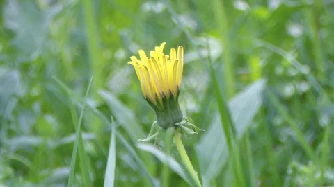 Dandelion in green grass Stock Footage 75946134
