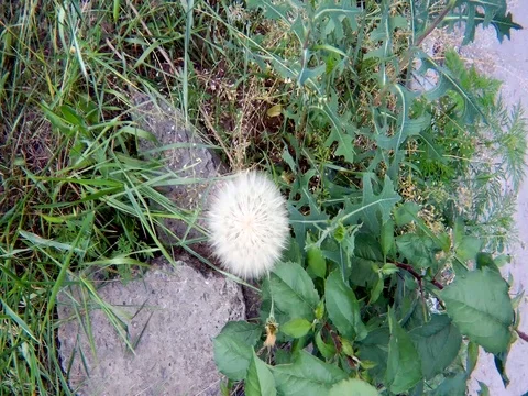 Dandelion in green grass Stock Footage 90904953