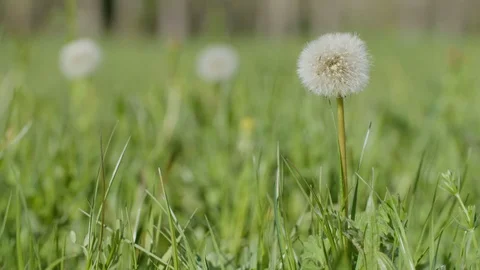 Dandelion on green grass 動画素材 128743340