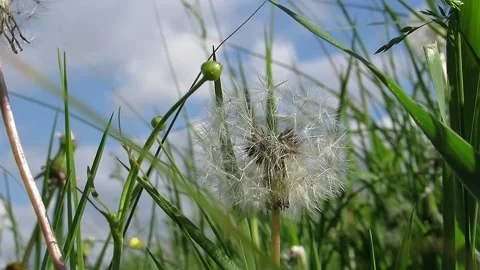 Dandelion in green grass Video stock 154452687