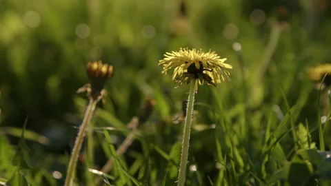 Dandelion on green grass Stock-Footage 192226431