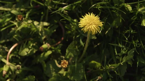 Dandelion on green grass Stock-Footage 192226662