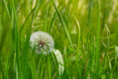 Dandelion in the green grass Stock Photos