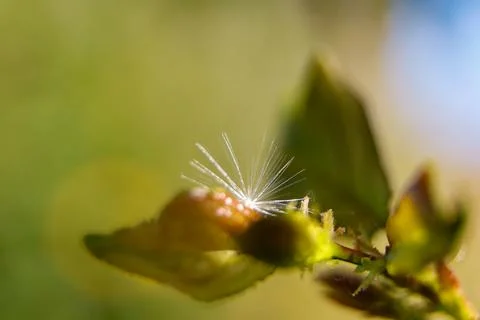 Dandelion on a green leaf close-up Stock Photos
