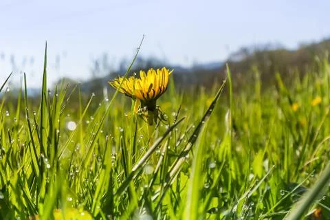 A dandelion on a green meadow, deep perspective Stock Photos