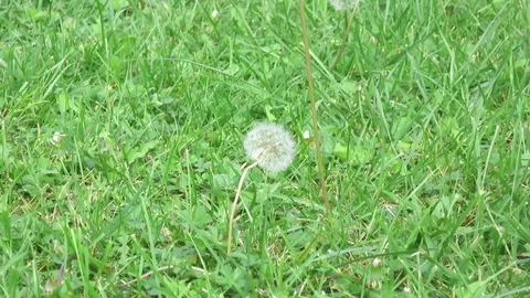Dandelion on the green meadow Stock Footage 81039386