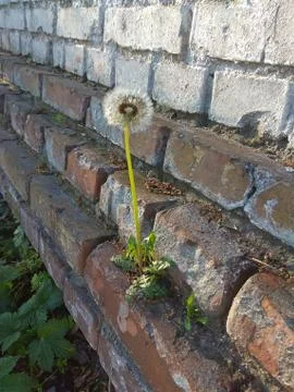 Dandelion growing on a brick wall Stock Photos