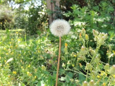 Dandelion growing in a clearing Stock Photos