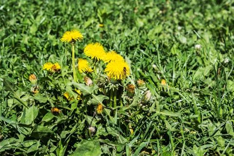 Dandelion growing on the field Stock Photos