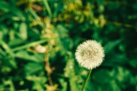Dandelion growing in the green grass in the summer Stock Photos