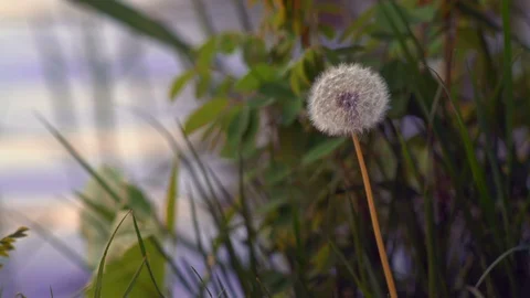 Dandelion Growing on the River Shore Jogs on the Wind at Sunset of the Day Stock Footage 90463111