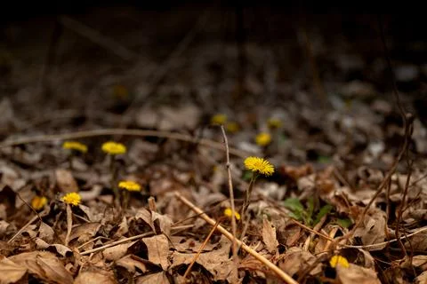 Dandelion growing through dead leafs in a woods during spring Stock Photos
