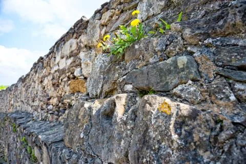 Dandelion grows on the castle wall Stock Photos