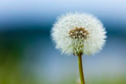 Dandelion grows in nature Stock Photos