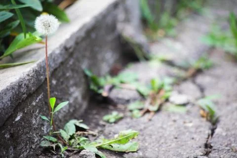 Dandelion grows through a crack in the asphalt near the curb Stock Photos