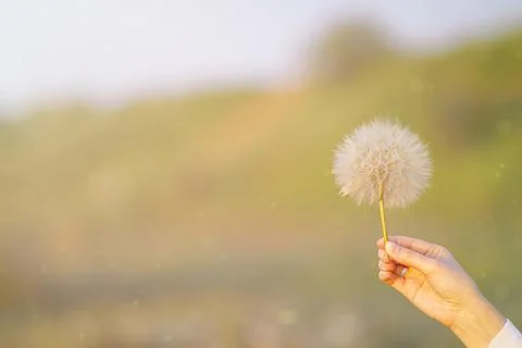 Dandelion in hand on colored background. Stock Photos