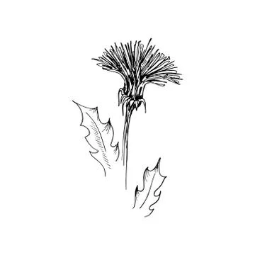 Dandelion. Hand drawn vector illustration in sketch style. Isolated on white. Stock Illustration
