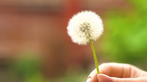 Dandelion in hand Stock Footage 108938225